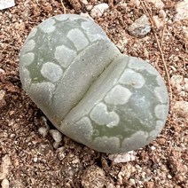 [올식스] 오체니아나, 1개