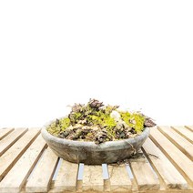 돌단풍 고목 돌나리 분재 흰 하얀 꽃 나무 야생화 화분 키우기, 1개