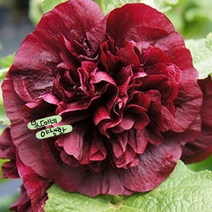 겹접시꽃 [4포트] 마룬 (복남이네 야생화 모종 hollyhock 체터스 더블)