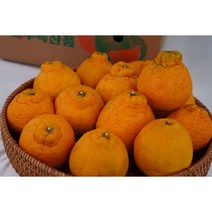 제주 서귀포 한라봉 노지 한라봉 3kg 5kg 10kg, 중소과 5kg