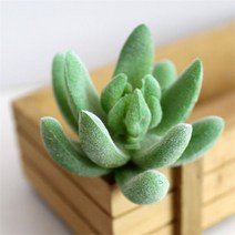 매화분재 소나무 그린피아 철쭉 찔레 불멸의 손가락 다육 식물 장식 인공 원석 꽃 없는 가정 1 개, 07 6