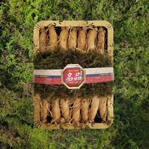 금산인삼 수삼 선물용(바구니5호)원수삼특대 1.5kg 14~16뿌리, 1