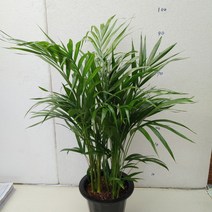 아레카야자수(110cm)