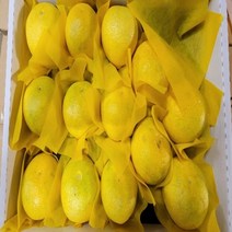 [정성으로 키운] 제주 황금향 농장직송