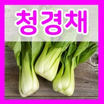청경채씨앗 1500립 청경채씨 종자파종 베이비채소키우기