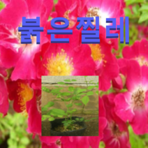(D소망)붉은찔레나무묘목(4치포트) 10그루