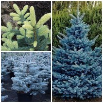 은청가문비나무 10cm 화분 3개세트