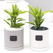 아침향기 공기정화식물 무광원형화분 산데리아, (무광원형)화이트=산데리아