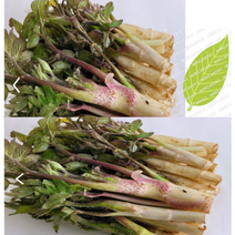 고향 향긋한 봄나물 국내산 두릅 두릅 500g 1kg