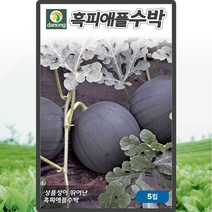 흑피애플수박 씨앗 수박 씨 종자 5립, 단품