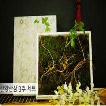 명품 산양산삼 산양삼 산삼 장뇌산삼 강원도 산양삼 거래처 VIP 선물 고급 어른 부모님 5년근 3뿌리