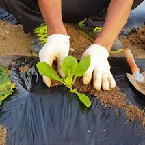 멀칭비닐 농사용 고추 감자 텃밭 비닐 폭100cm 20m 40m 60m 100m