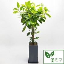 꽃친구 뱅갈고무나무 사기분 사각분 중형 대형 실내 거실 사무실 개업 축하 화분 전국 당일배송, 뱅갈고무나무 사각분 2호, 물받이바퀴받침(10.000원)