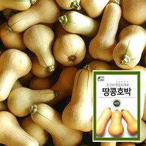 마이플랜트 땅콩호박 씨앗 채소재배 베란다 텃밭 가꾸기, 단품