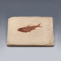 물고기화석(Bony Fish 와이오밍 전시용화석)