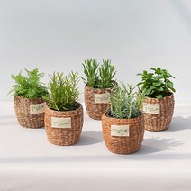 식용허브식물 로즈마리 바질허브 애플민트 잉글리쉬 라벤더 페퍼민트 키우기 모종, 8.애플민트(식물만)