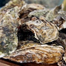 산지 제철 통영석화 굴찜 가리비굴구이 손질바다장어 외, 1개, 석화15kg