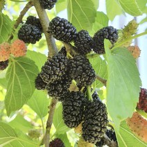 테라로사 납품 전북 정읍 21년산 햇 오디 5kg 10kg