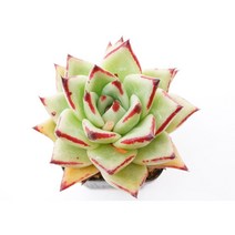 도감마리아 -0503 에보니 홈가드닝 리톱스 코노피튬 관엽 분재 선인장 키우기쉬운 아프리카 다육 다육이 공기정화식물 특이한 귀여운 예쁜 희귀한 인테리어 생일 승진 개업선물