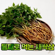 당일생산 발송 친환경 재배 새싹인삼 묘삼 통째먹는 새싹삼 50뿌리 100뿌리, 6. 친환경 유황 새싹삼 100뿌리 중