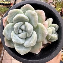 [해와달다육] 아이시그린 다육이, 1개