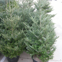 (D)구상나무묘목 약150센치(분)1그루 크리스마스트리