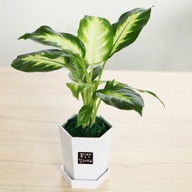 [앤드플라워] 소형화분 공기정화식물 25종 미니화분 실내화분 관엽식물 반려식물 테이블화분, 1개, 24.마리안느