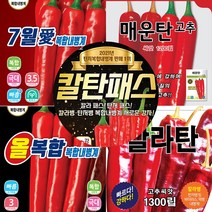 [모종심는아빠] 2023년 고추종자 100립 소포장 칠월애 칼탄패스 올복합 칼라탄 매운탄, 칼탄패스100립