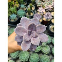 (둥이다육) 펜타드럼