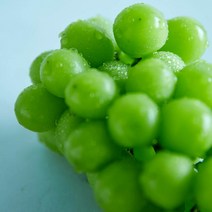 프리미엄 샤인머스켓 추석 선물세트 1kg (특) 2입