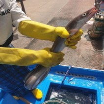 통영산 당일 조업 특대 바다장어 1kg 1-3미 활장어 붕장어 아나고 당일손질 장어구이 소스2종 증정 머리 뼈 증정!