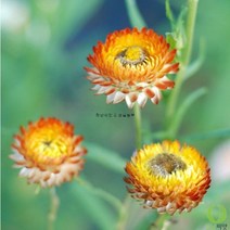 밀짚꽃 씨앗 20립 (혼합종)