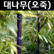 대나무/오죽 묘목 키1.2~1.5m(분) 1개/정원/공원/조경수