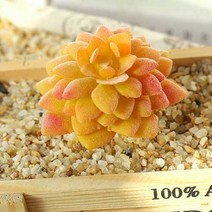 (주)아트인 인조 다육이(M04), 옐로우