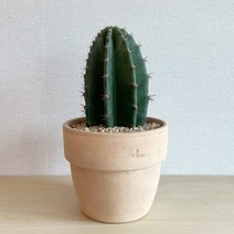 짧뚱이 귀면각 이태리토분 세트 - 관리쉬운 공기정화식물, 소보로무늬