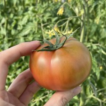 [부산직송]부산 대저 짭짤이 짭짜리 대저토마토 2.5kg, L사이즈2.5kg(대저토마토)