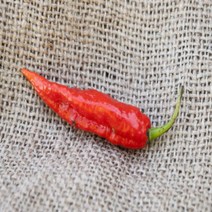 Ghost Pepper Bhut Jolokia Heirloom Pepper Premium Seed Packet + More, 1