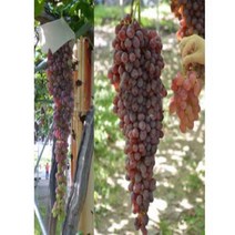 포도(홍삼척)/접목1년(포트)/묘목/k0590, 1개