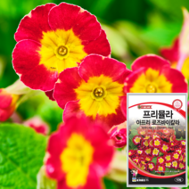 프리뮬러 씨앗 아프리 로즈바이컬러 10립 취화란 앵초 씨 종자 꽃씨