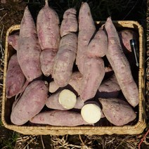 고구마10키로 해남 밤고구마 다이어트 군고구마 강아지 간식 3kg 5kg 10kg, 중사이즈 5kg