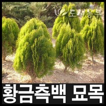 황금측백묘목/황금측백나무5주/30cm분/도시농부, .3(30cm)5개황금측백 H0