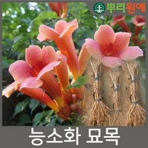 능소화 꽃 나무 묘목