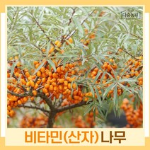 비타민나무 묘목 산자 심추홍 실생2년생(암나무2개 숫나무1개) 뿌리묘 1개
