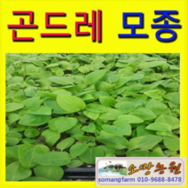 (W소망)곤드레모종(포트) 100개