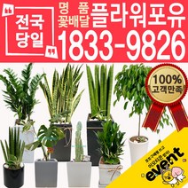 개업화분 인테리어식물 배송 떡갈나무 대엽홍콩 뱅갈고무나무 관음죽 알로카시아 소철 극락조 만냥금 무늬벤자민 파키라, (선택76)아레카야자, 1개