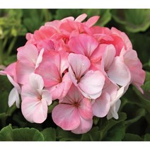 제라늄 핀토프리미엄 시리즈 기본컬러(종자 꽃씨앗 / 10립)Geranium Pinto Premium, 화이트 투 로즈