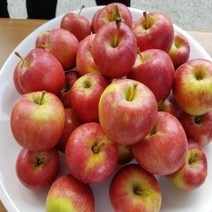 묘목/미니사과나무 루비에스/성목R5cm(결실주) AB064, 1개