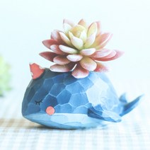 꿈꾸는 돌고래 다육이화분, 블루