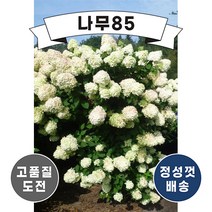(나무85) 목수국 라임라이트 5치 포트_키 50cm 내외