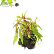 초보자도 키우기 쉬운 어항장식 포트수초 200종 모음, 95번) 모스포트수초 페르엔시스